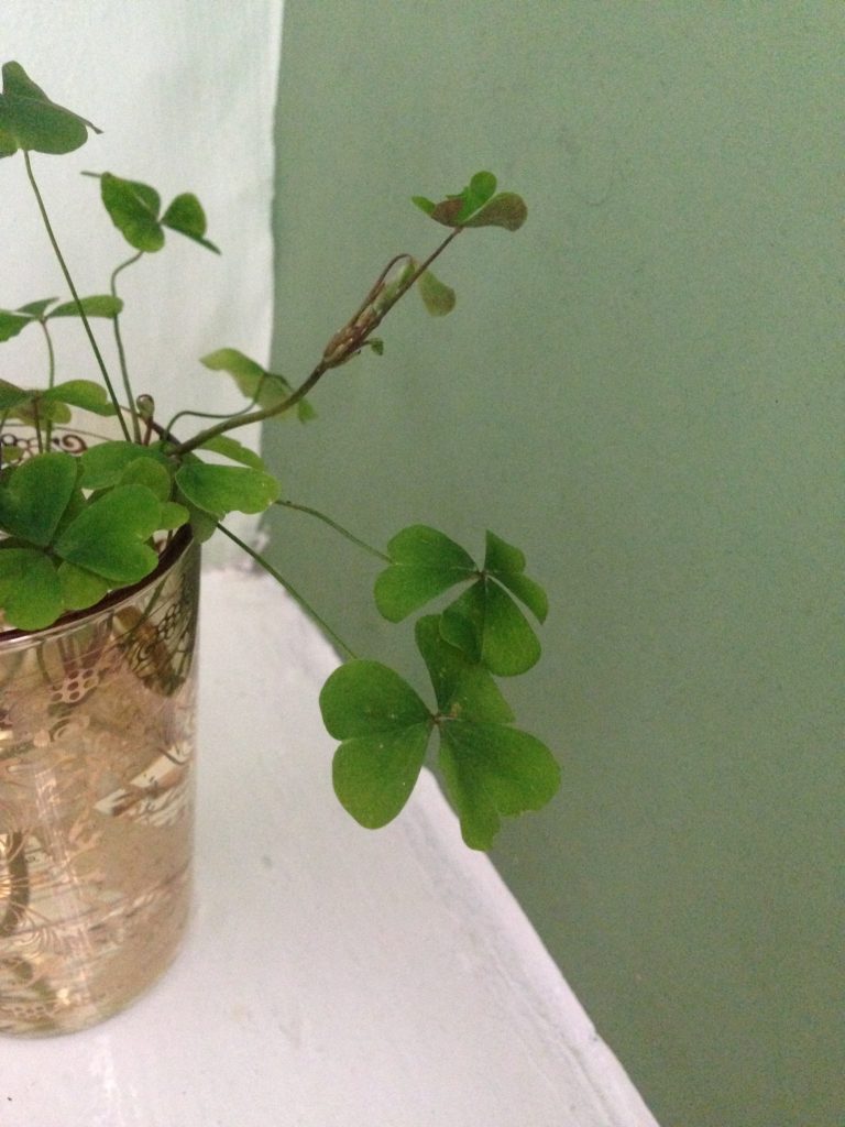 Spring flowers - clover foliage