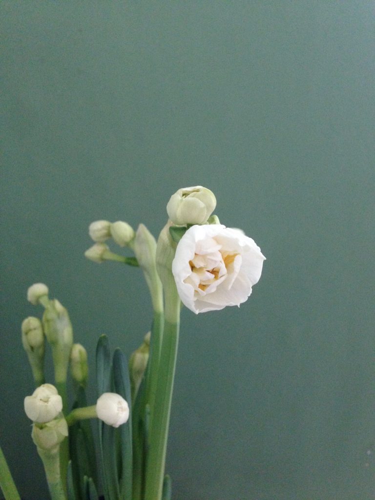 spring flowers - bridal crown daffodils