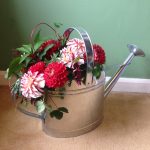 september flowers dahlias in a watering can