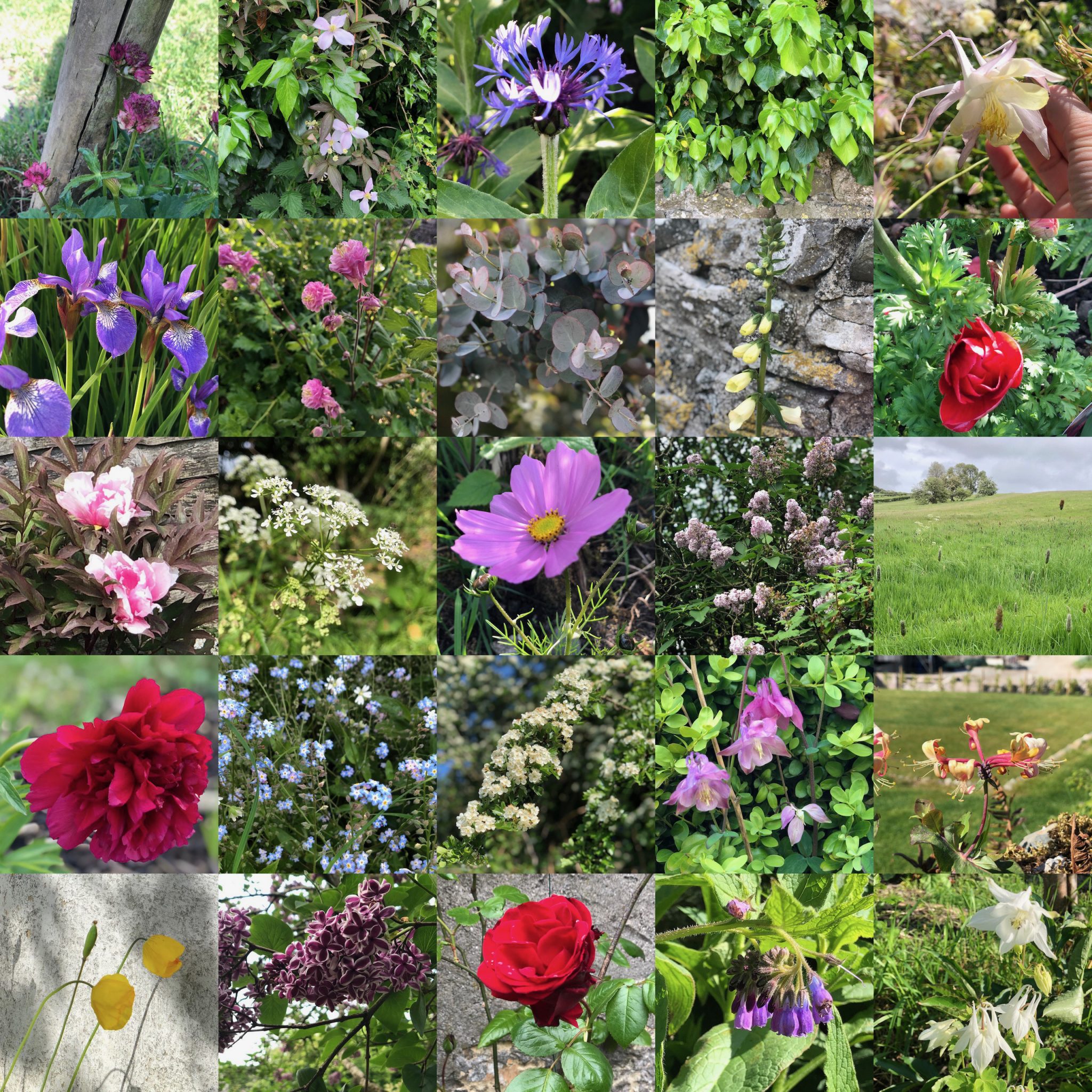 What's in bloom in June? June wedding flowers, UK Pollendine's