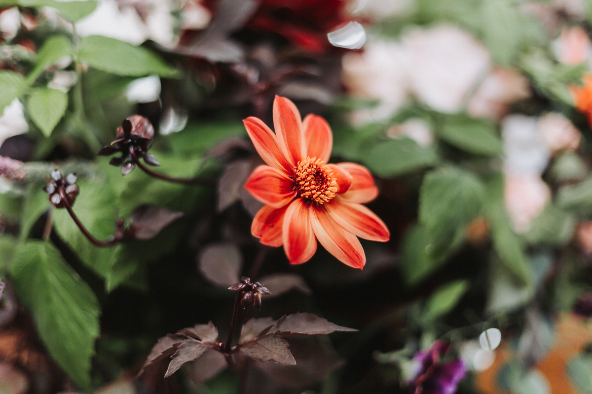 dahlias for september micro-wedding